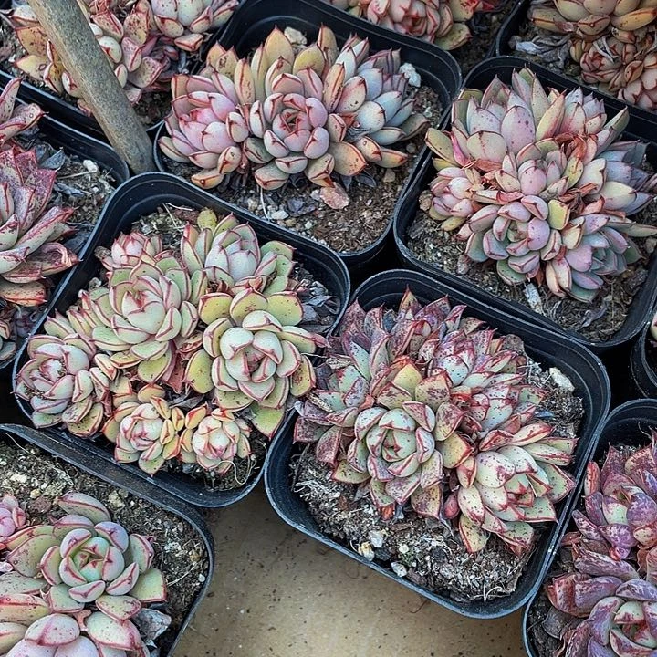 灰姑娘群2.8带盆