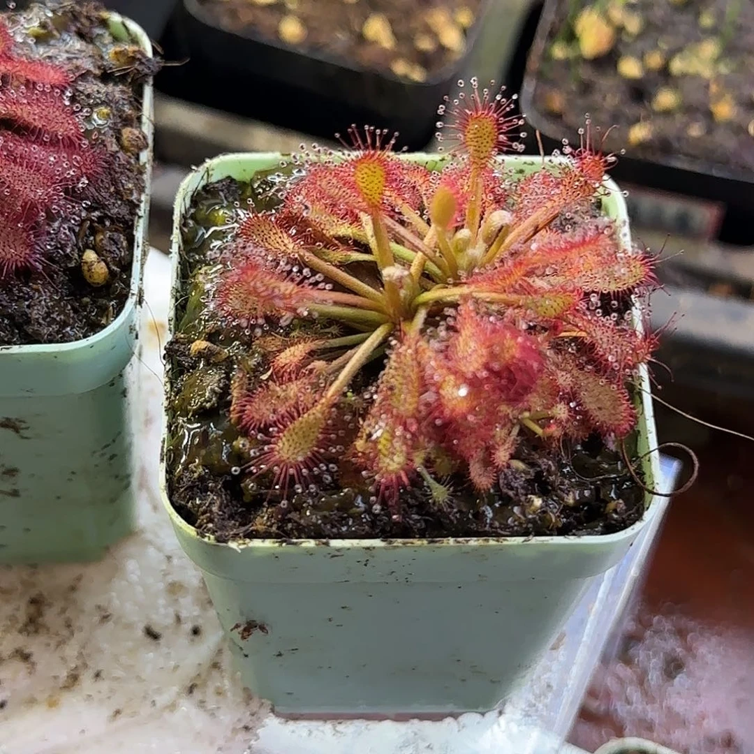 完全开放罗赖马茅膏菜