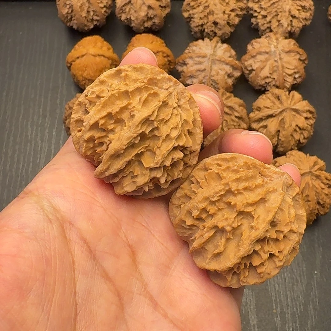核桃突突突突我真的要突突突突