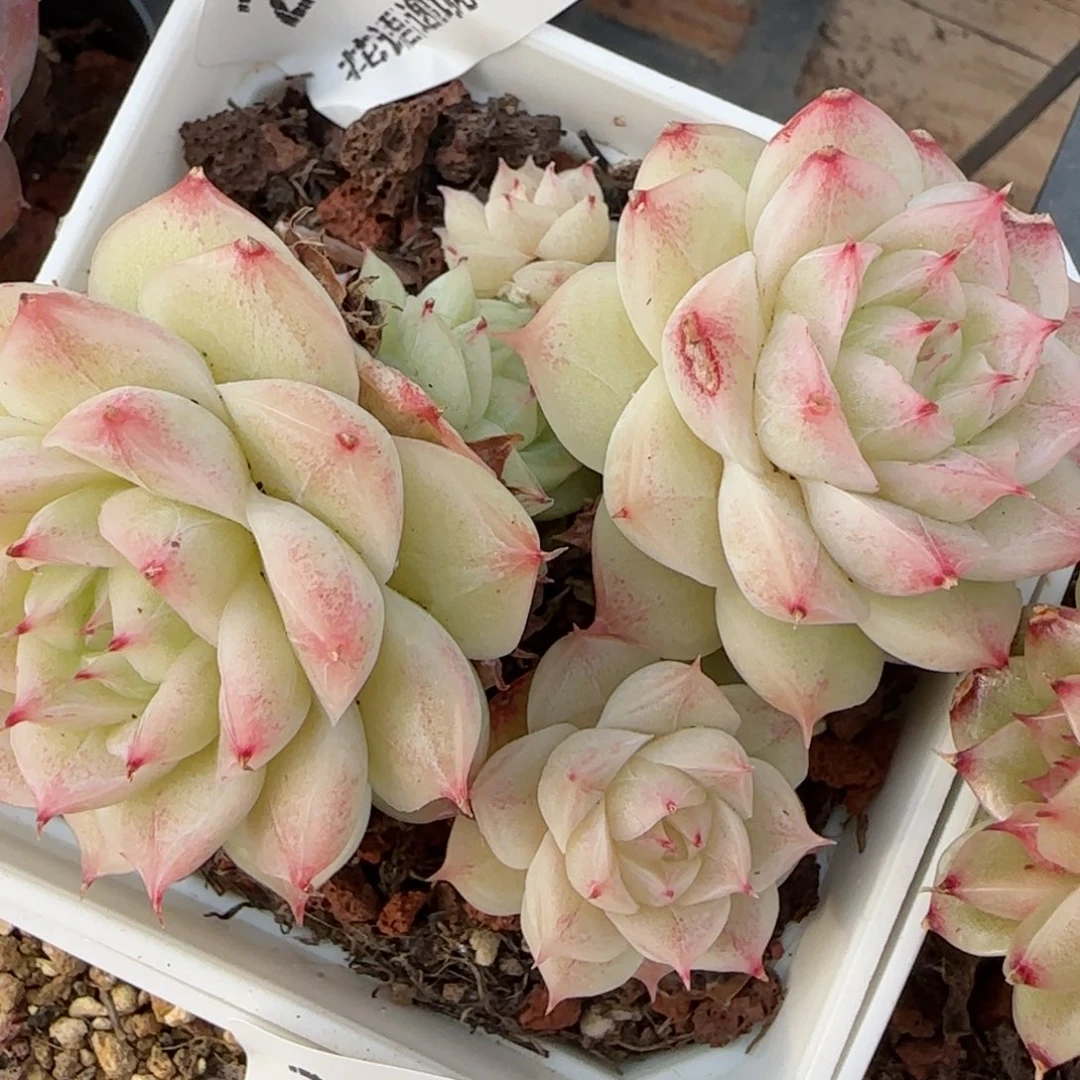 花语逸境0220-293散