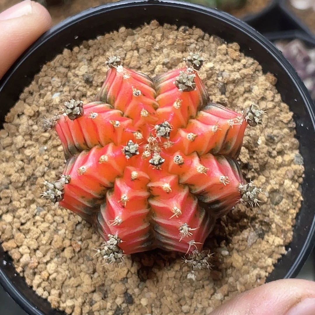 当前无花朵，栽培后可花朵