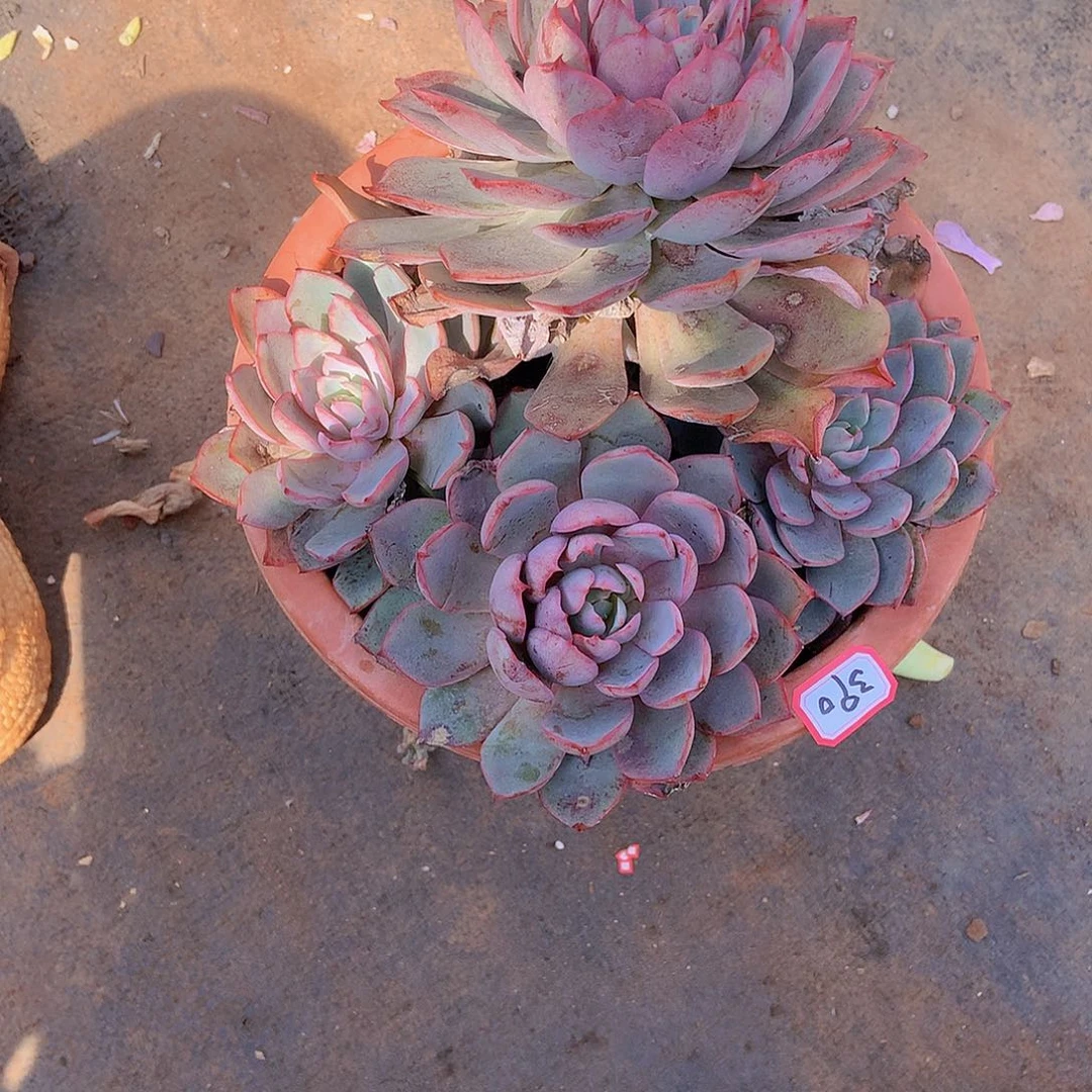 一物一拍多肉家里390赫拉