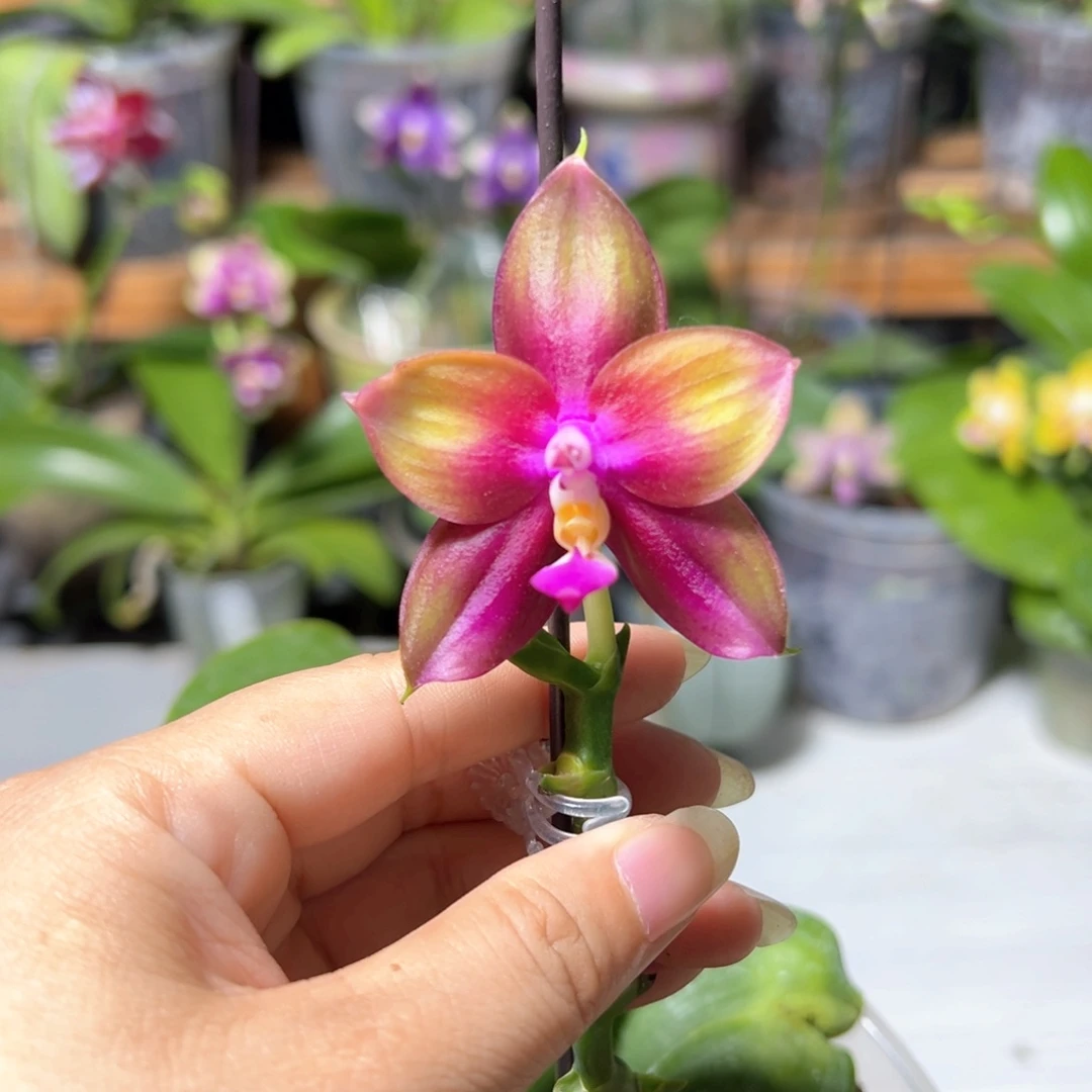 大部分开放少量花苞弥陀彩虹520