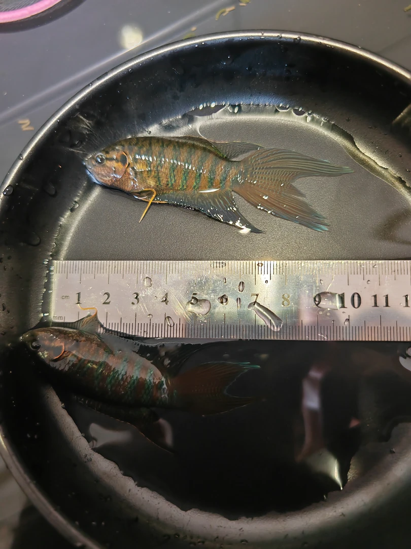 （直播专用）中国斗鱼活体淡水冷水观赏鱼好养活无需打氧可混养