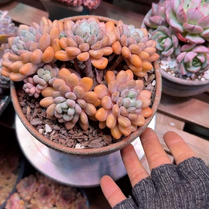 木糖醇多肉植物di zi chi