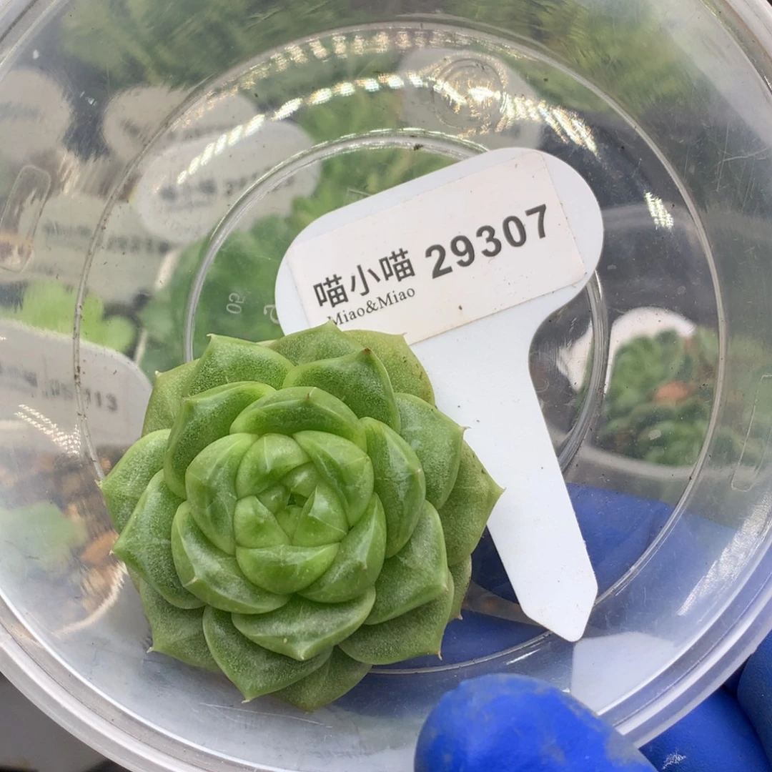 多肉植物杂交珍妮