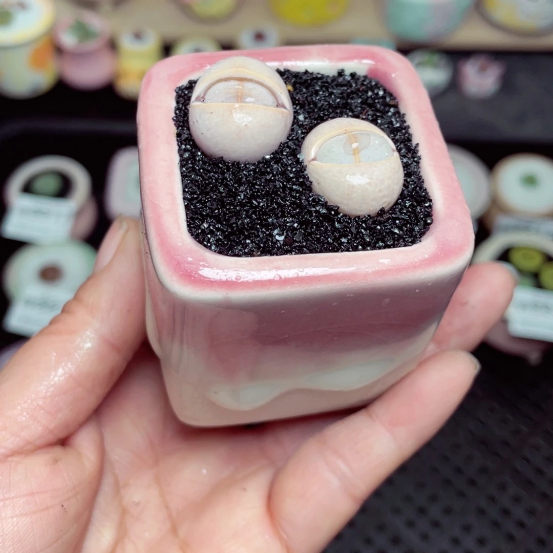 晨****w8825 带盆土发货-零下地区拍保温箱