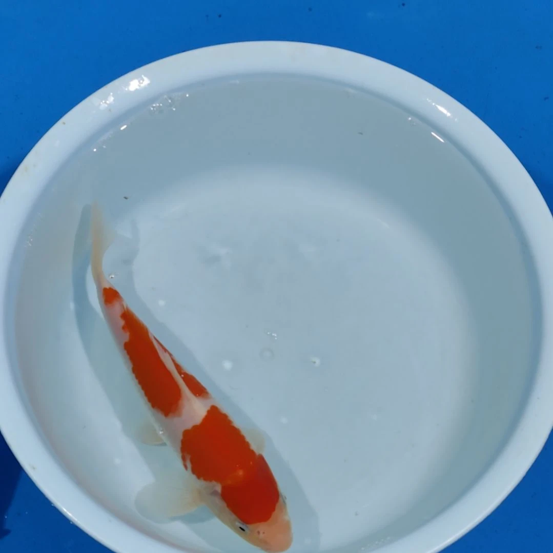 锦鲤22公分红白不寄养手术过