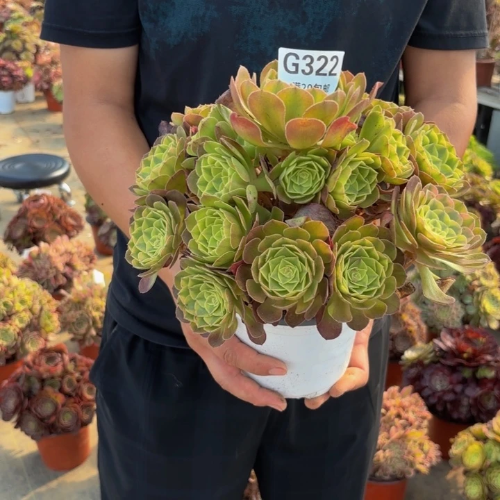 瑞妈多肉园艺，*322