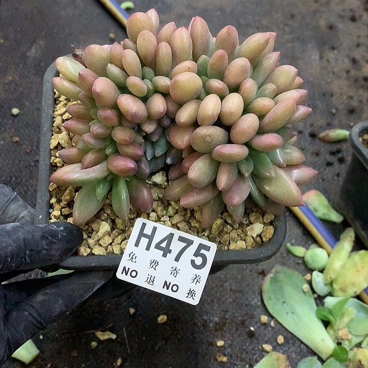桃花源缀化 非偏远38包邮 节后发货