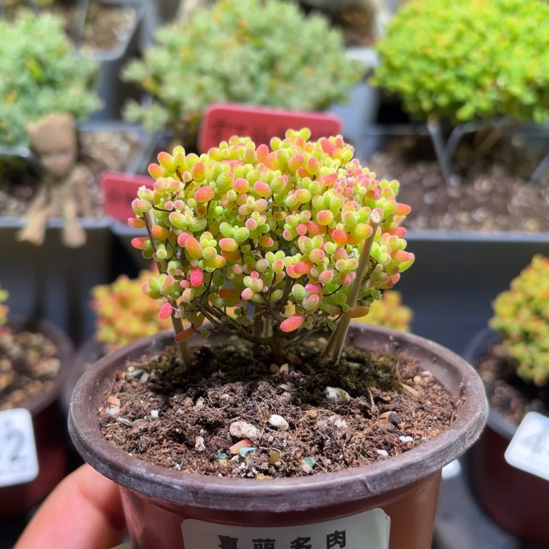 枝干番杏密橘糖球453