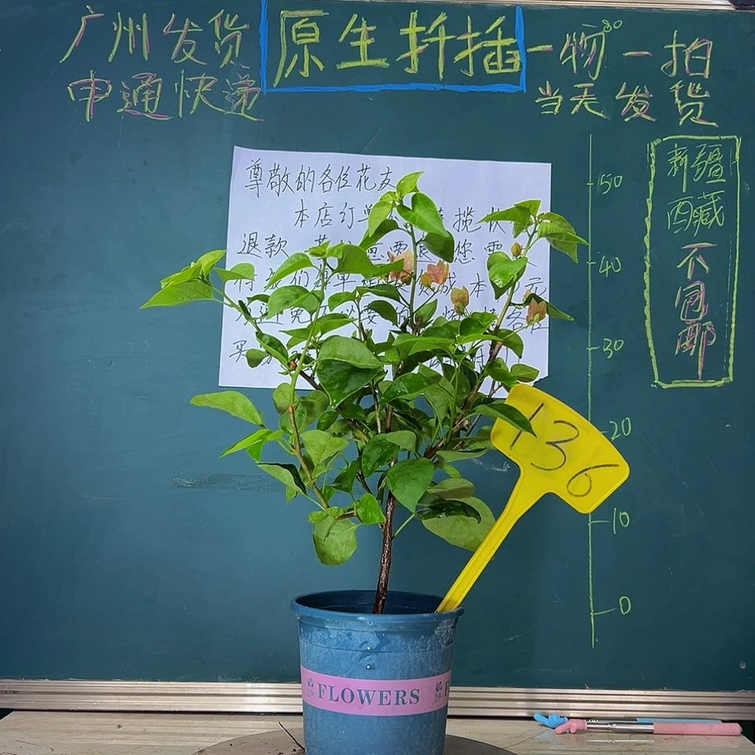 当前无花栽培后可以开花   甜西瓜  136