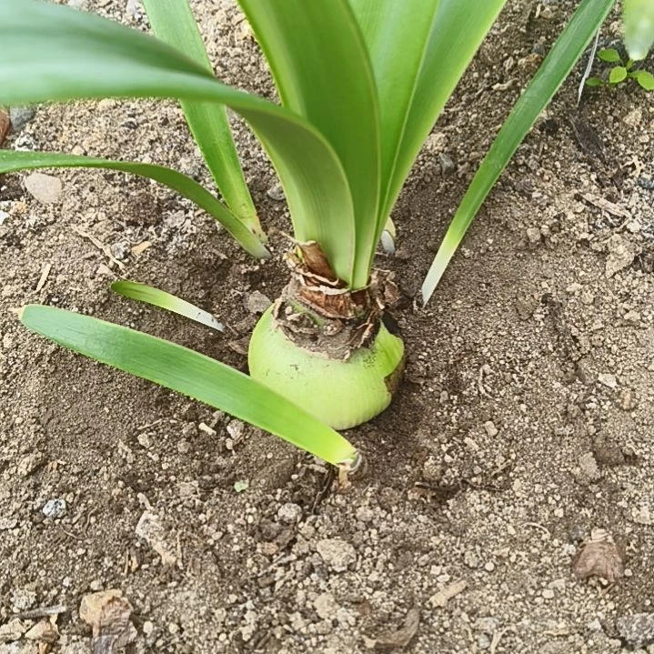 金***玛完全开放买买买坨坨