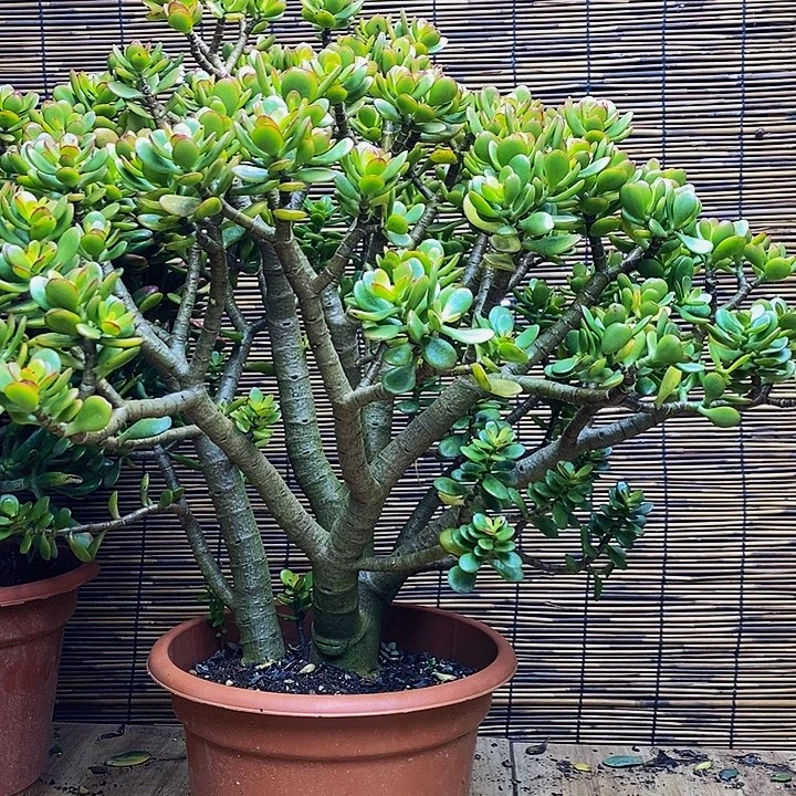 完全开放姬红花月老桩一物拍不退不换