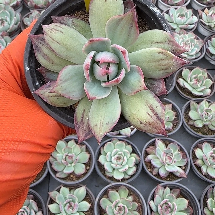 184 惊鸿仙子多肉植物6-9cm