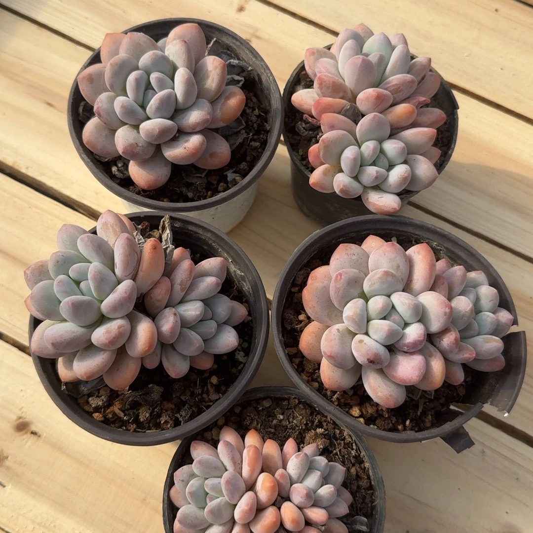 无花朵香水组合一物一拍