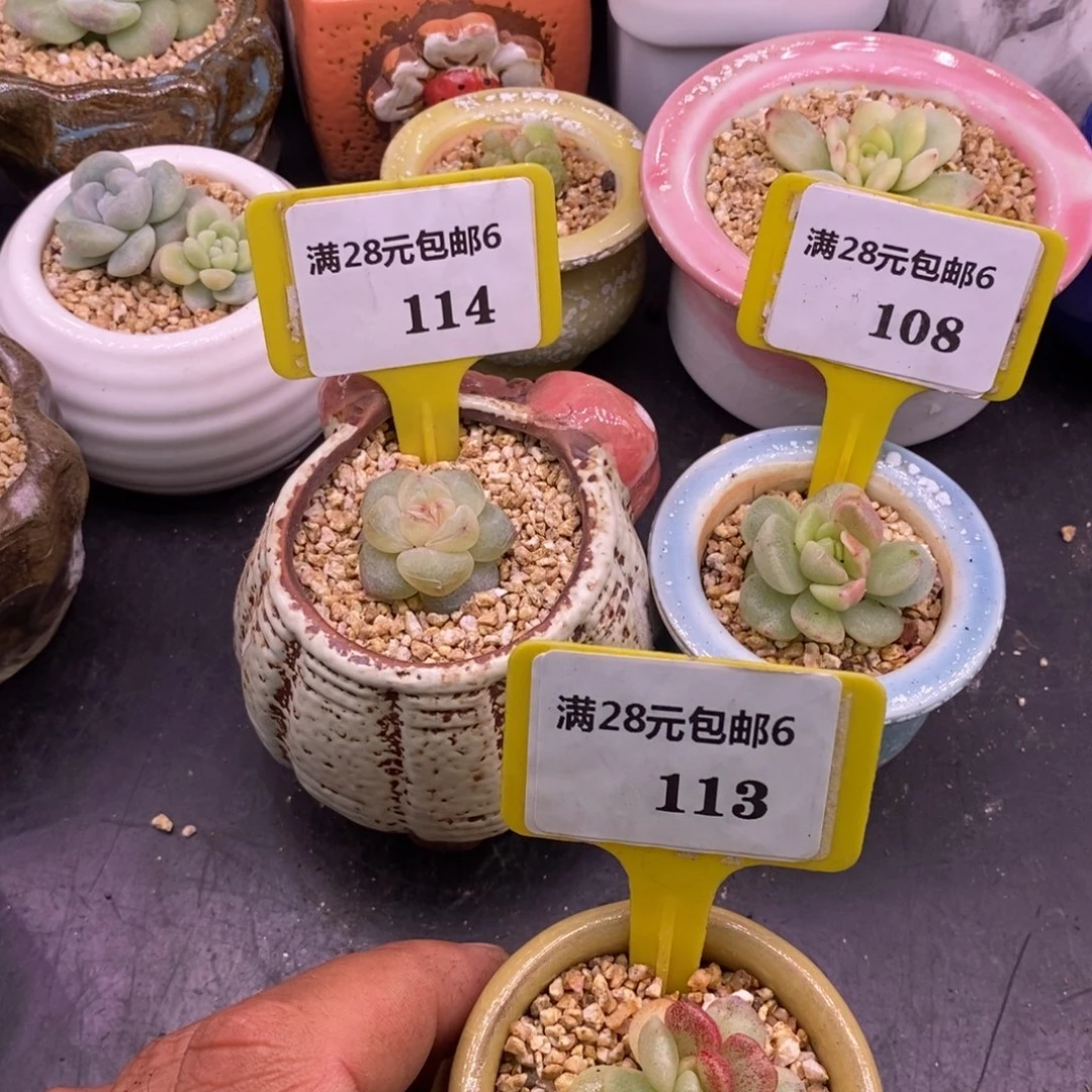 6114.6108.6113福利多肉