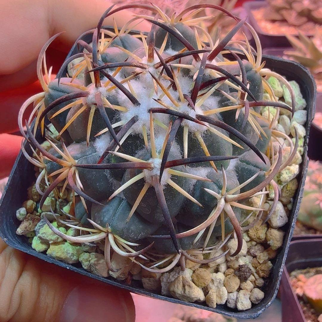 钢钉玉多肉植物多肉植物