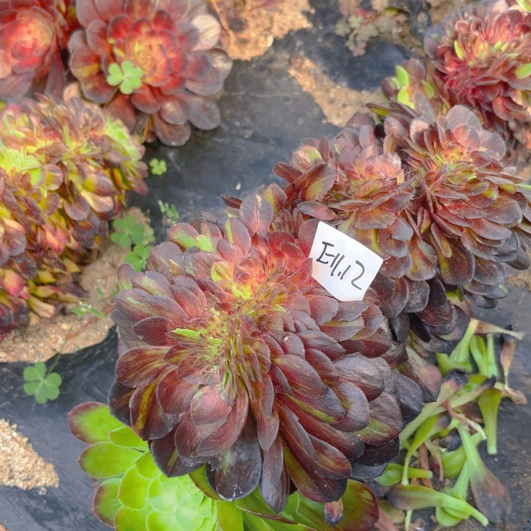 花月夜缀化多肉植物11.12号