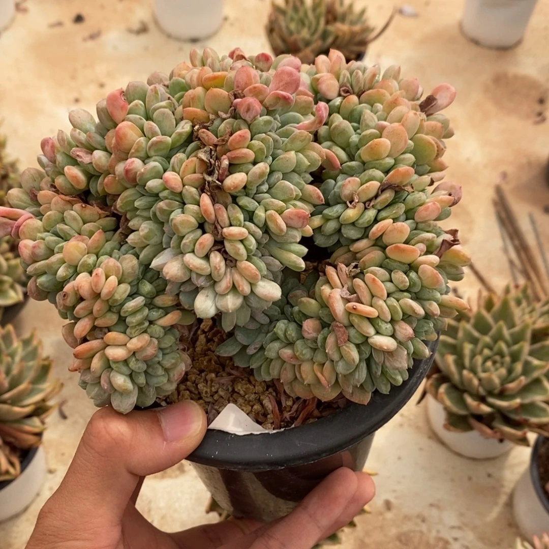 玛瑙缀多肉植物7273