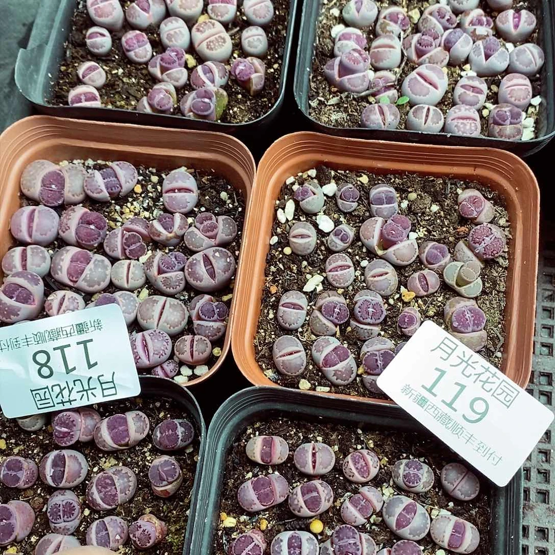 我要做自己爱看剧不去119