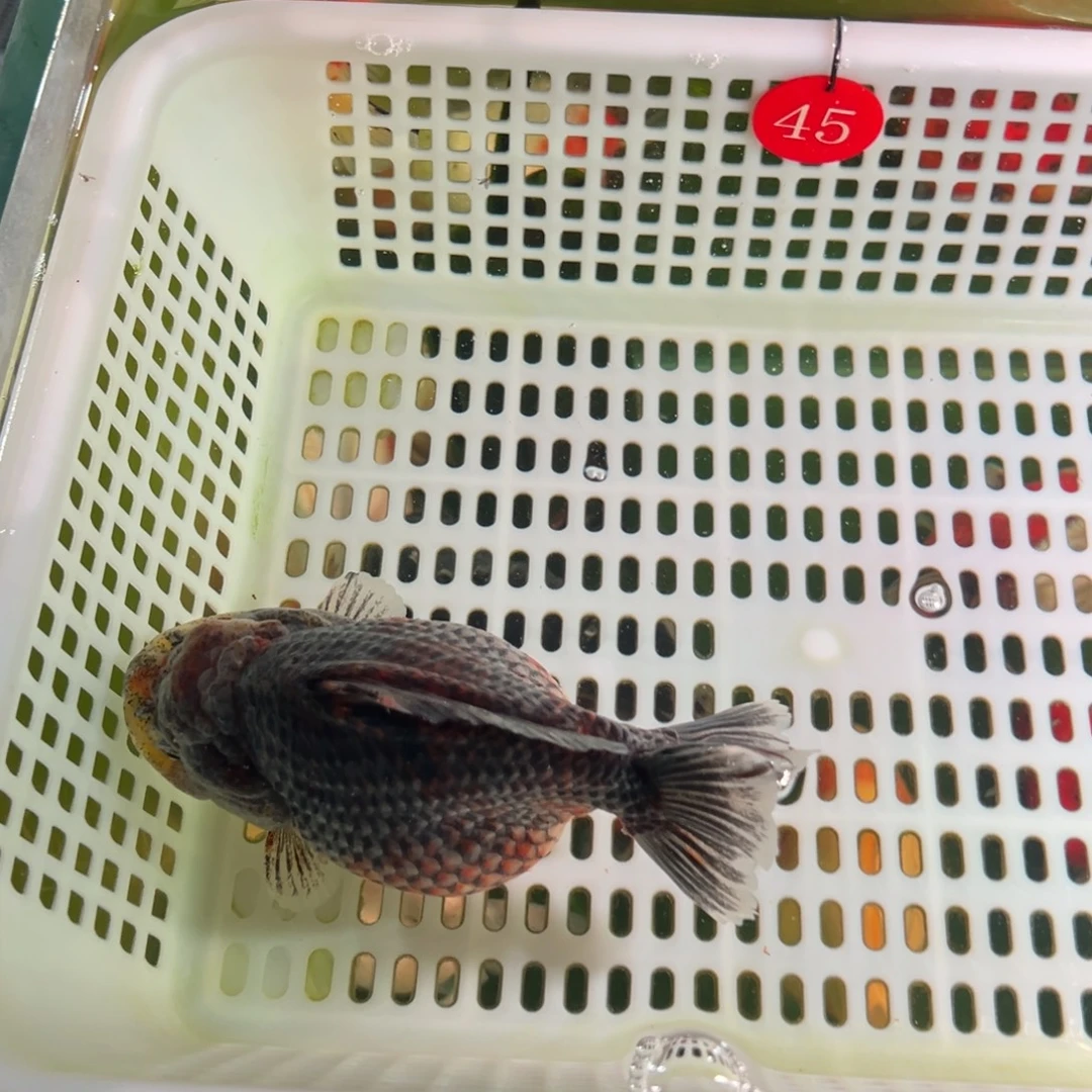 K***D金鱼你好点没有嘛你是谁我