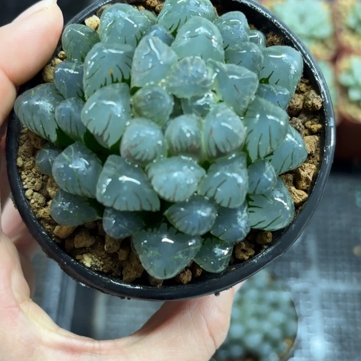 孔明灯玉露多肉植物