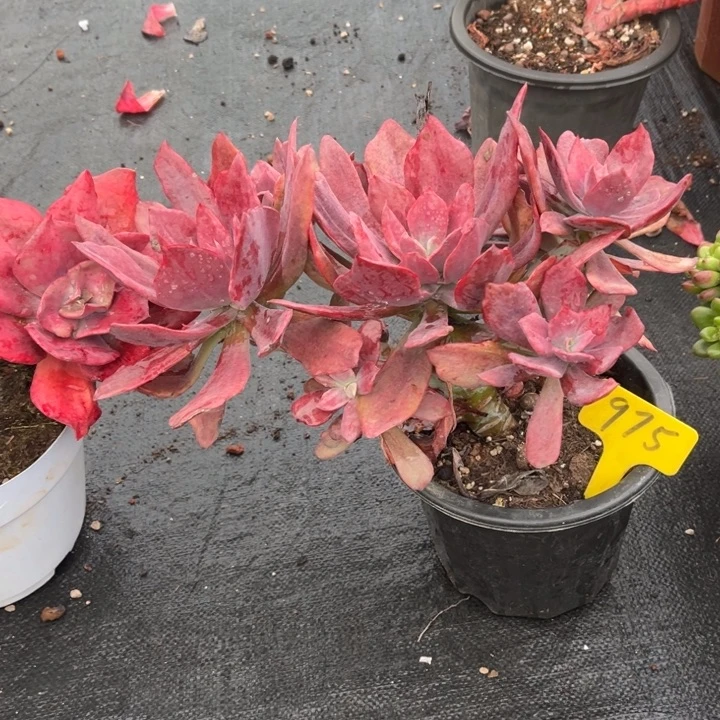 蔷***瑰钻石锦多肉植物9 7 5带保温箱