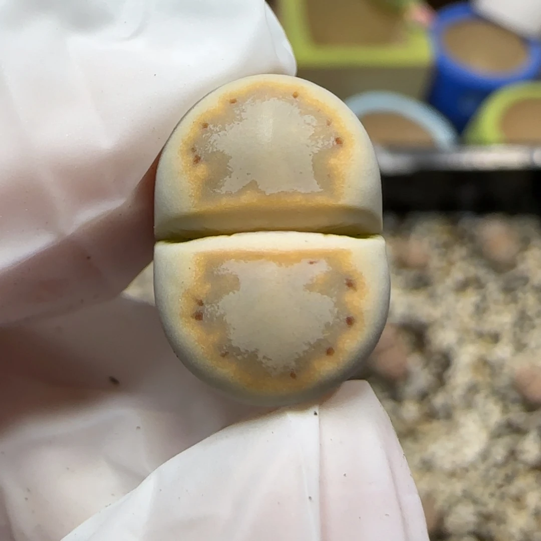 12.19.c216饼干.9047