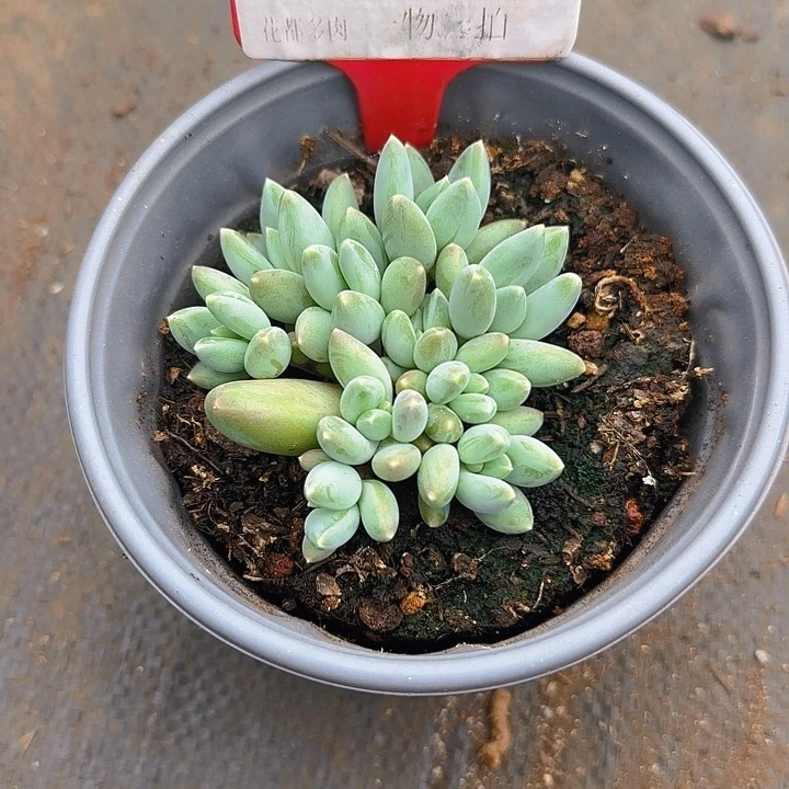 松果美人1150多肉植物