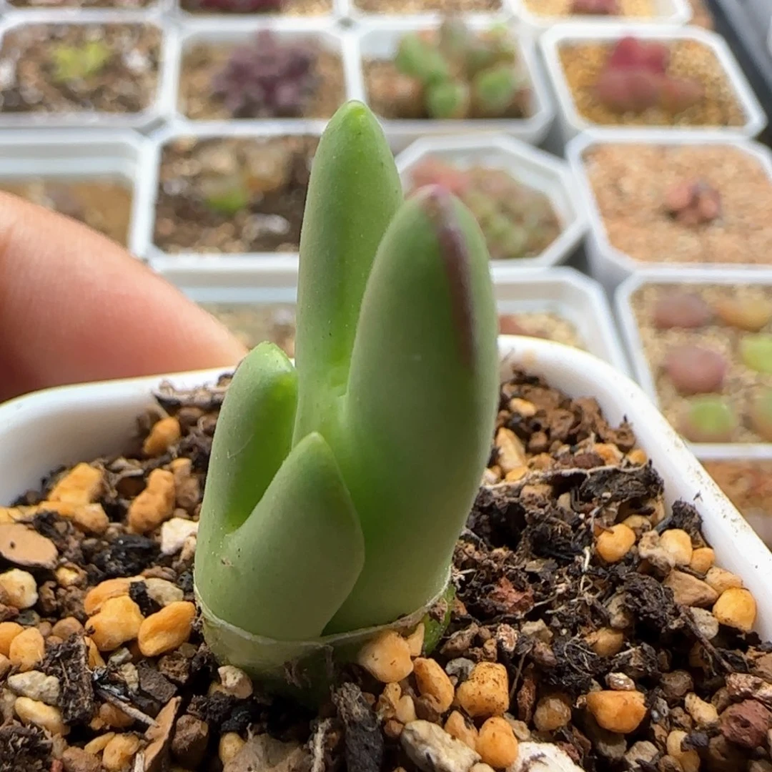 5672 大白多肉植物园