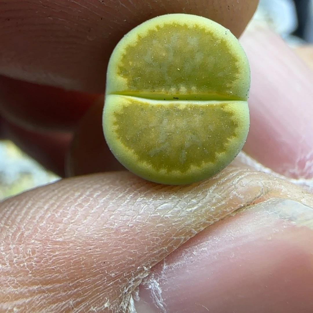 600 生石花大棚直播