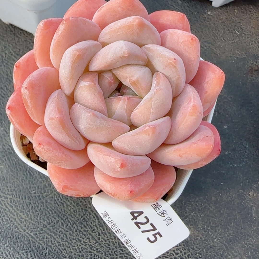 刚毅，4275多肉植物