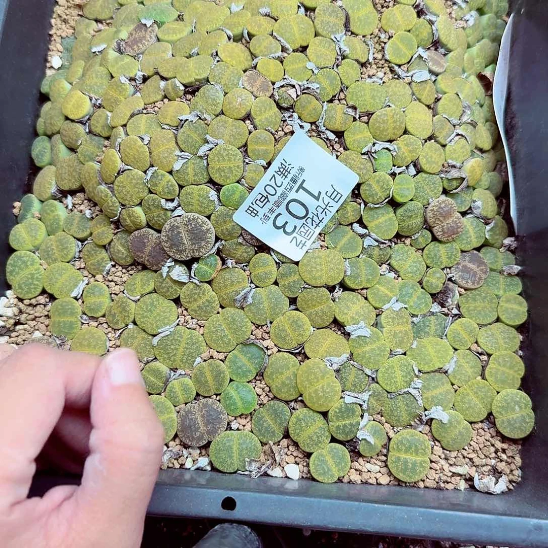 暁*你们吃啥好吃不得吃103