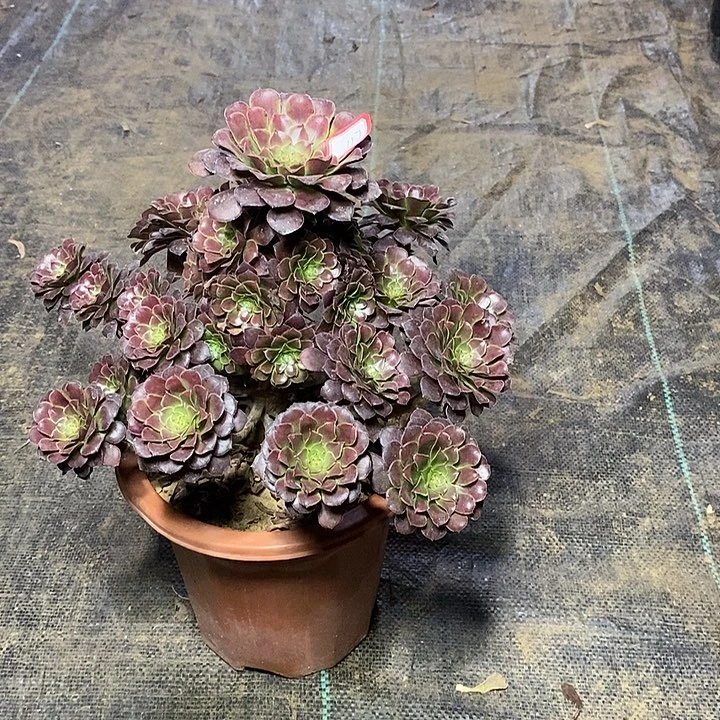 117，红铜壶135789900000