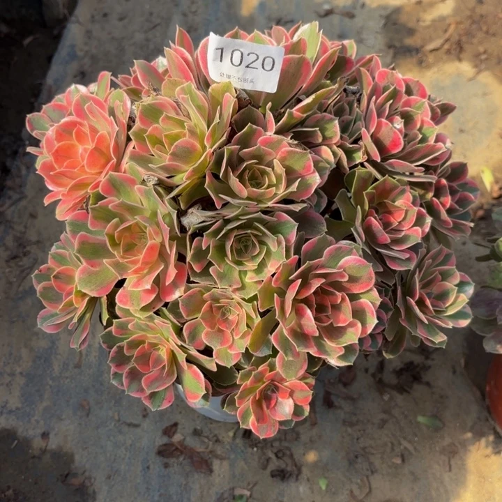 男神多肉处理不包断头1020