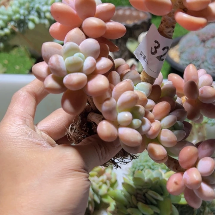 卑***晨然的多肉一一拍322