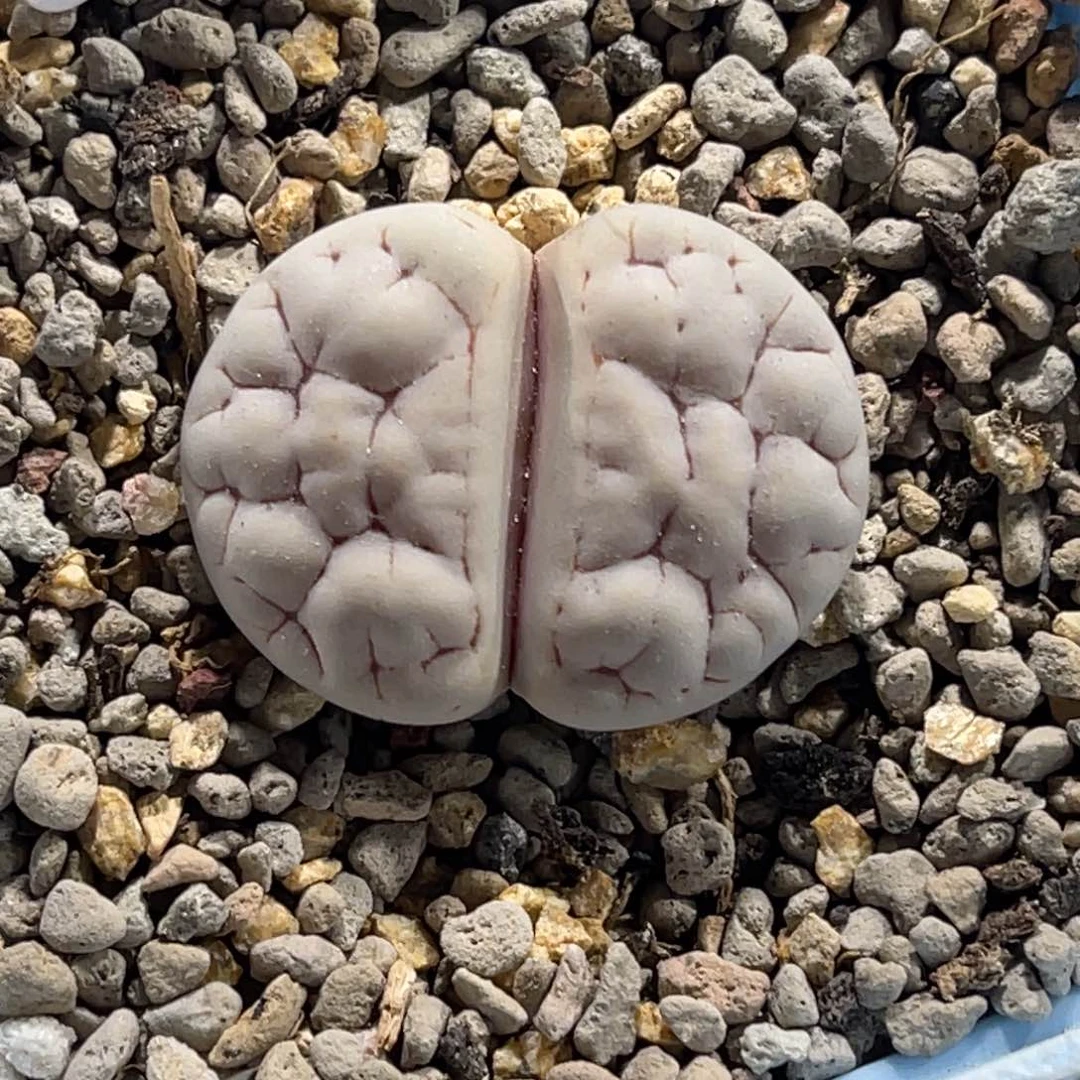 1839球体1891尺寸2.9