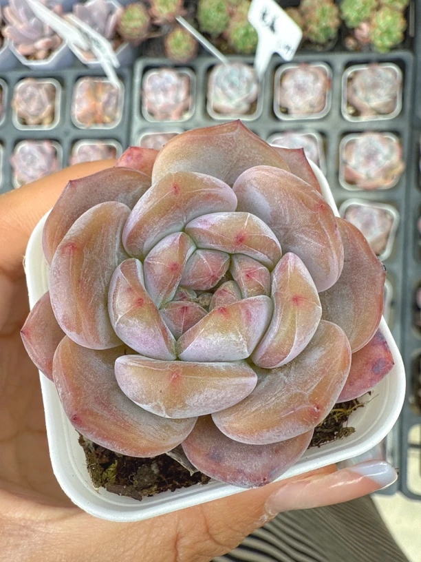 精品奶盖多肉植物