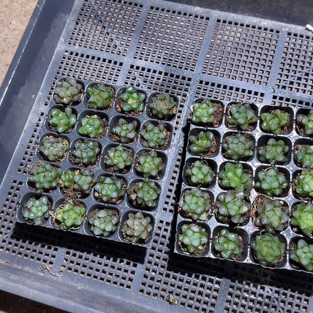105孔玉露20颗不售后量拍