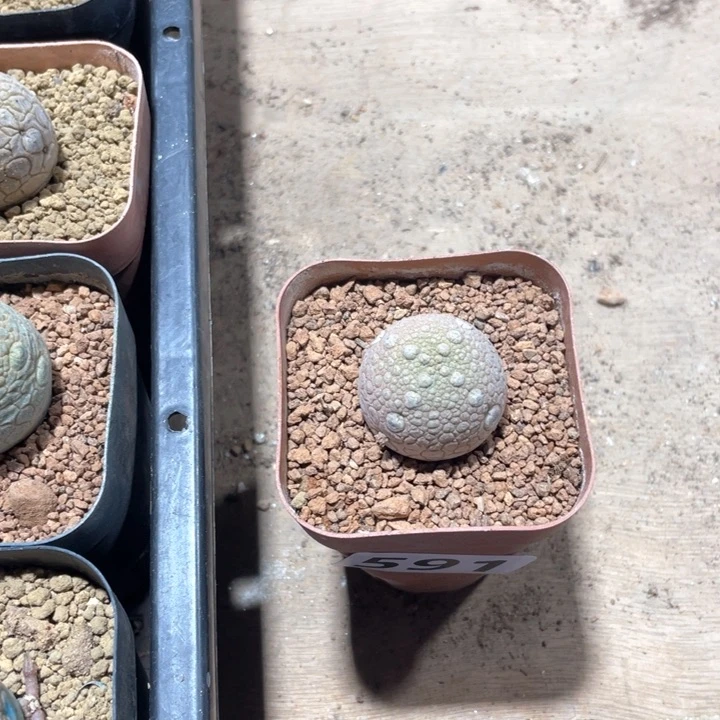 姜****g591凝提玉仙人球