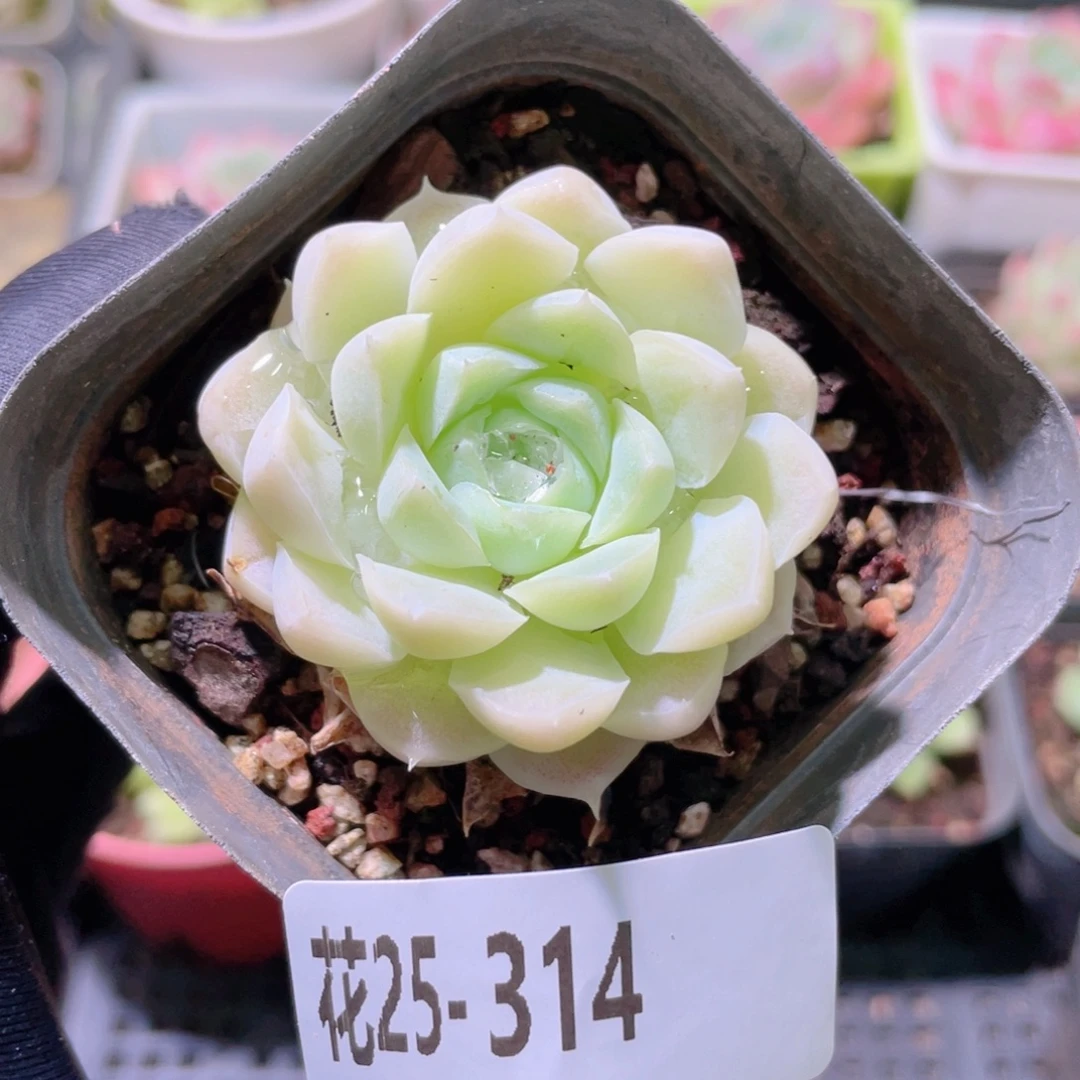 花利美25-314白月影