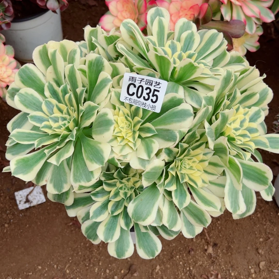 035迈巴赫雨子多肉植物