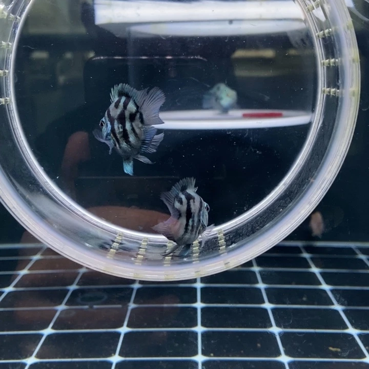 鹦鹉鱼宝蓝一对母鱼娃娃脸超短头