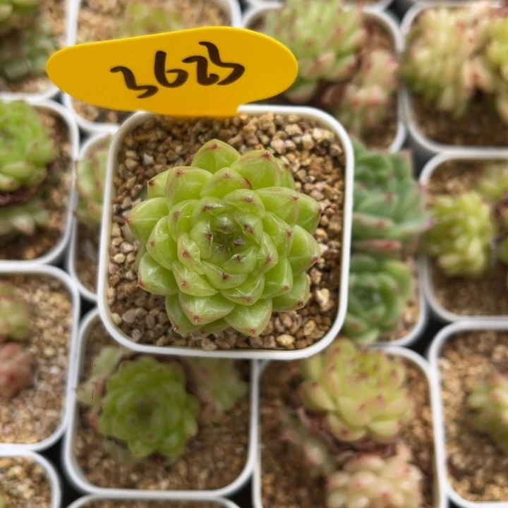 豆***儿润玉珍妮单头3623