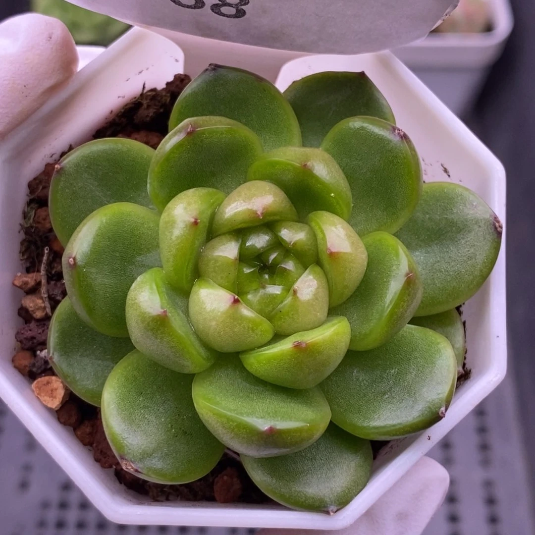 【闪购商品】09-88莱拉