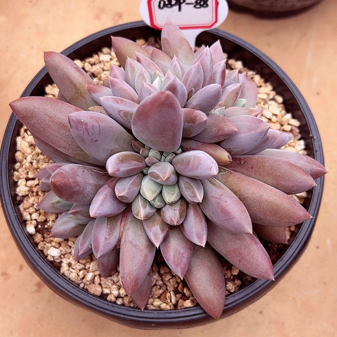 0829-88焦糖哥特萝莉