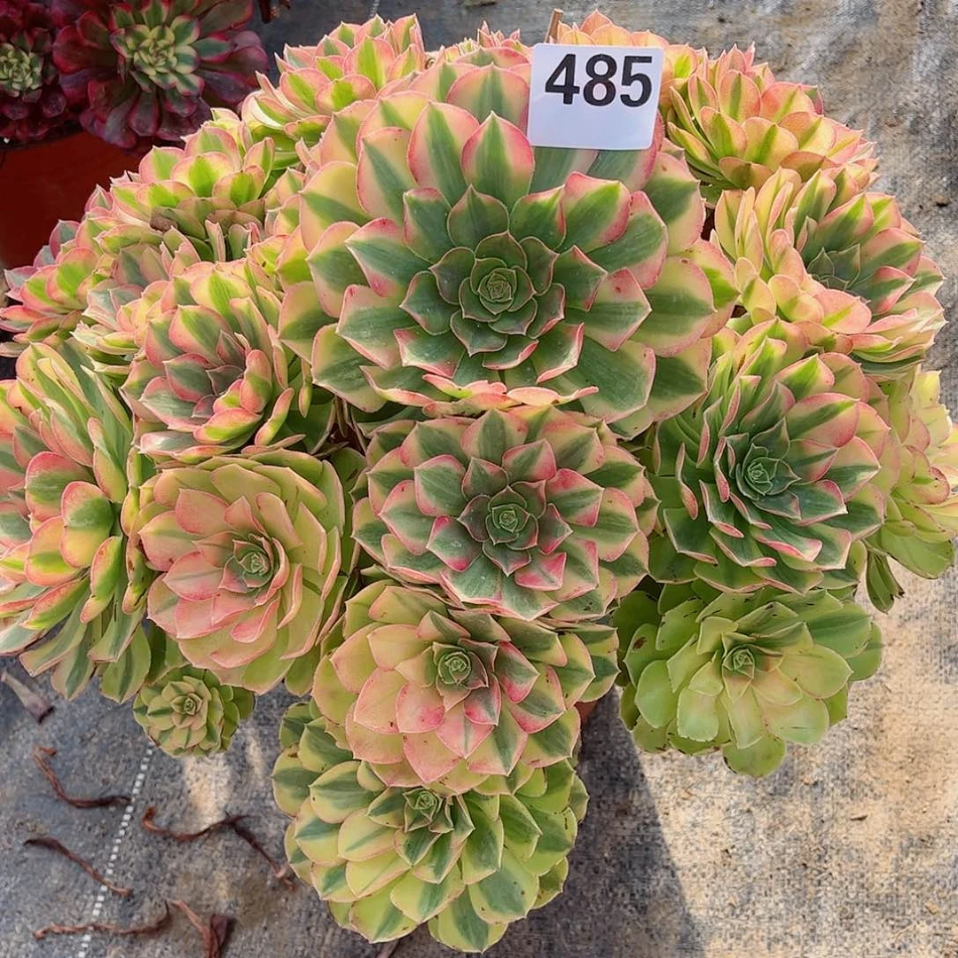 无花朵盈**香多肉植物485