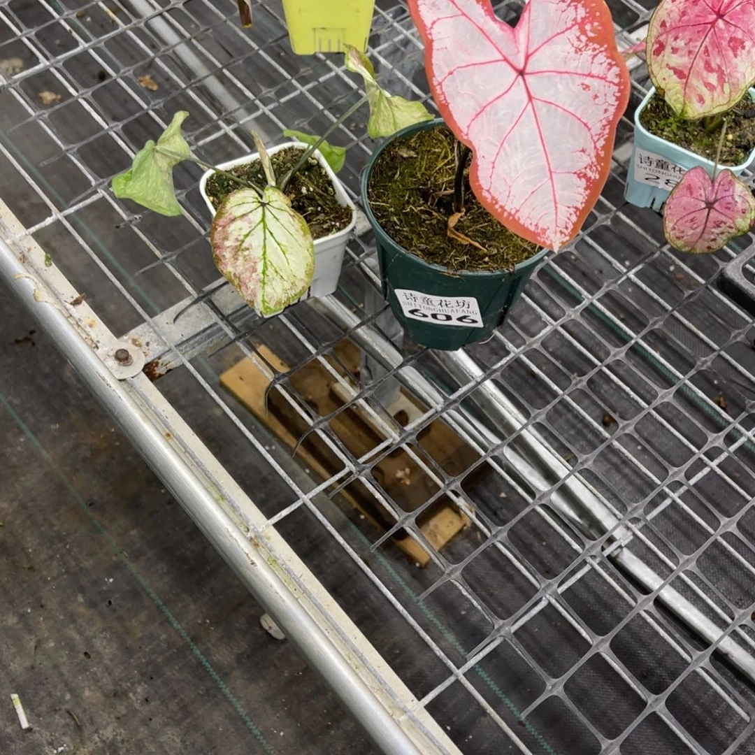 没***h无花朵          606.607泰彩不包售后