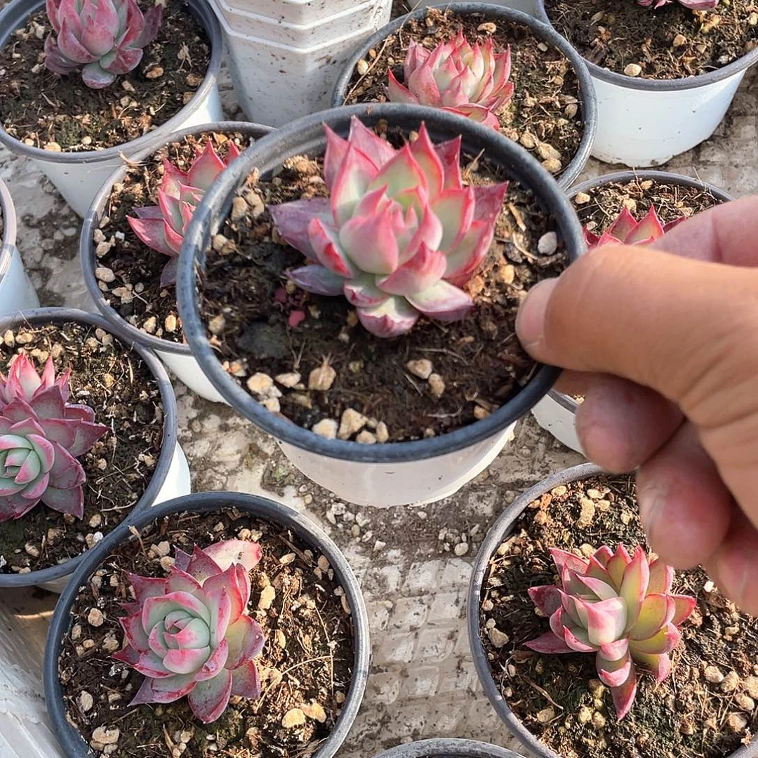 小课惊鸿仙子带盆发货